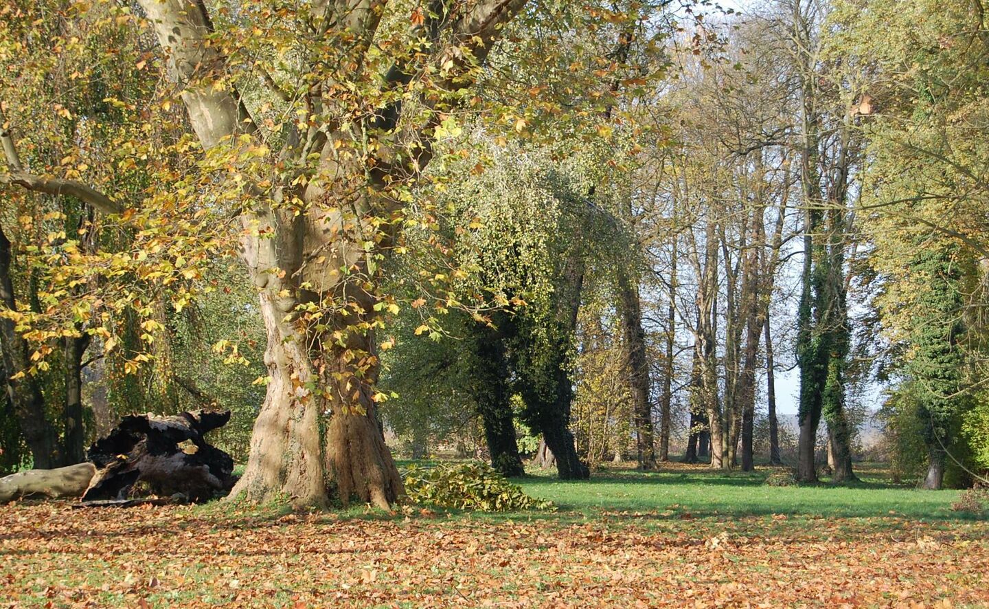 Platane - eines der gr&ouml;&szlig;ten Exemplare im Schlosspark, Foto: Krzysztof Kilian
